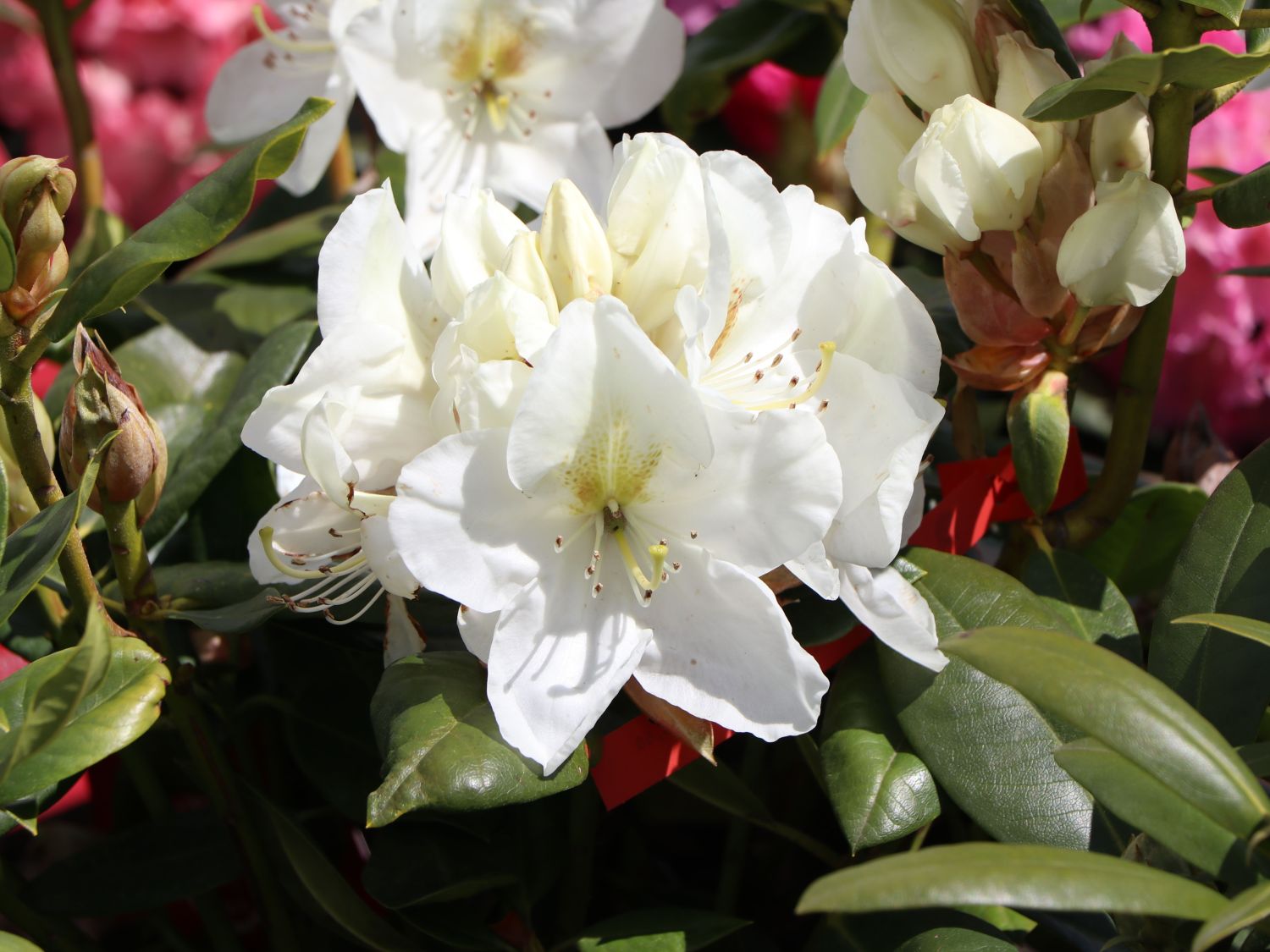 Rhododendron 'Phyllis Korn' - Rhododendron Hybride 'Phyllis Korn' -  Baumschule Horstmann