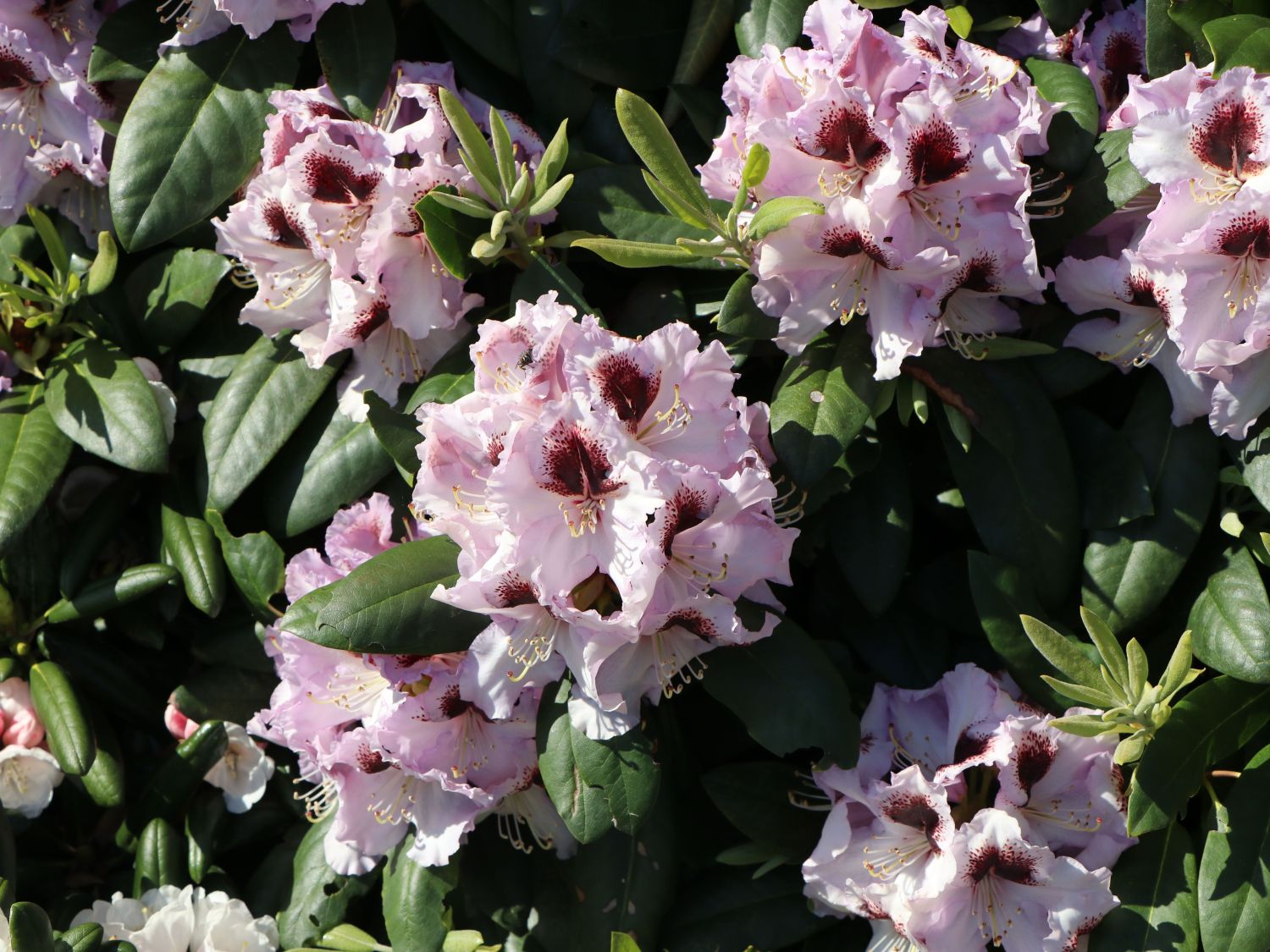 Rhododendron 'Pinguin'