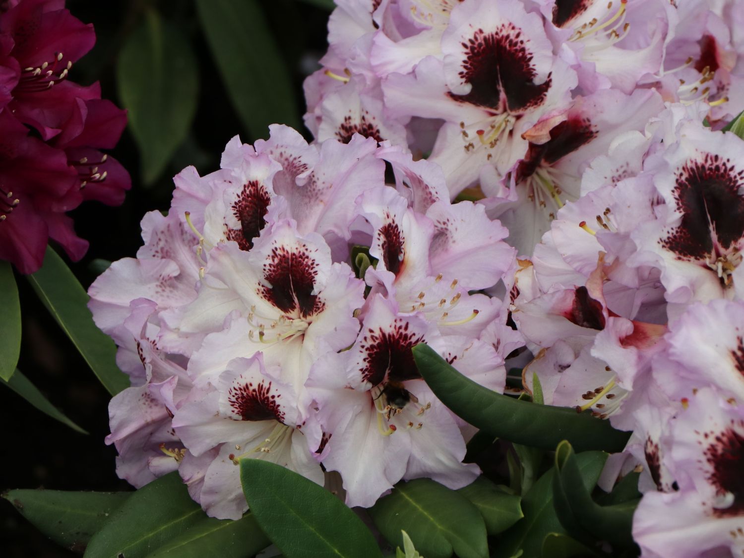 Rhododendron 'Pinguin' - Rhododendron Hybride 'Pinguin' - Baumschule  Horstmann