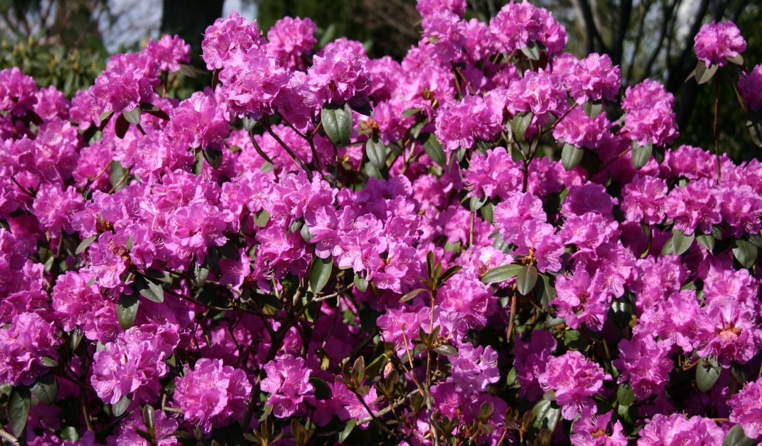 Rhododendron 'P.J.Mezitt' - Rhododendron carolinianum 'P.J.Mezitt ...