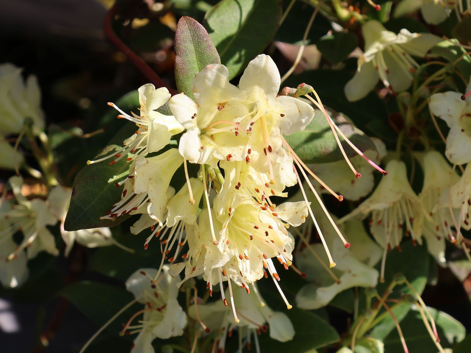 Rhododendron 'Princess Anne'