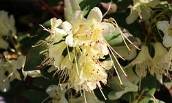 Rhododendron 'Princess Anne'