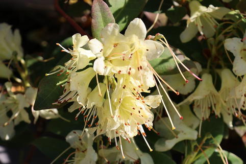Rhododendron 'Princess Anne' - Rhododendron hanceanum 'Princess Anne'