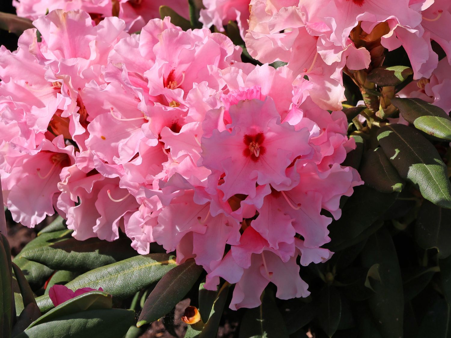 Rhododendron 'Principessa'