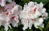 Rhododendron 'Progres'