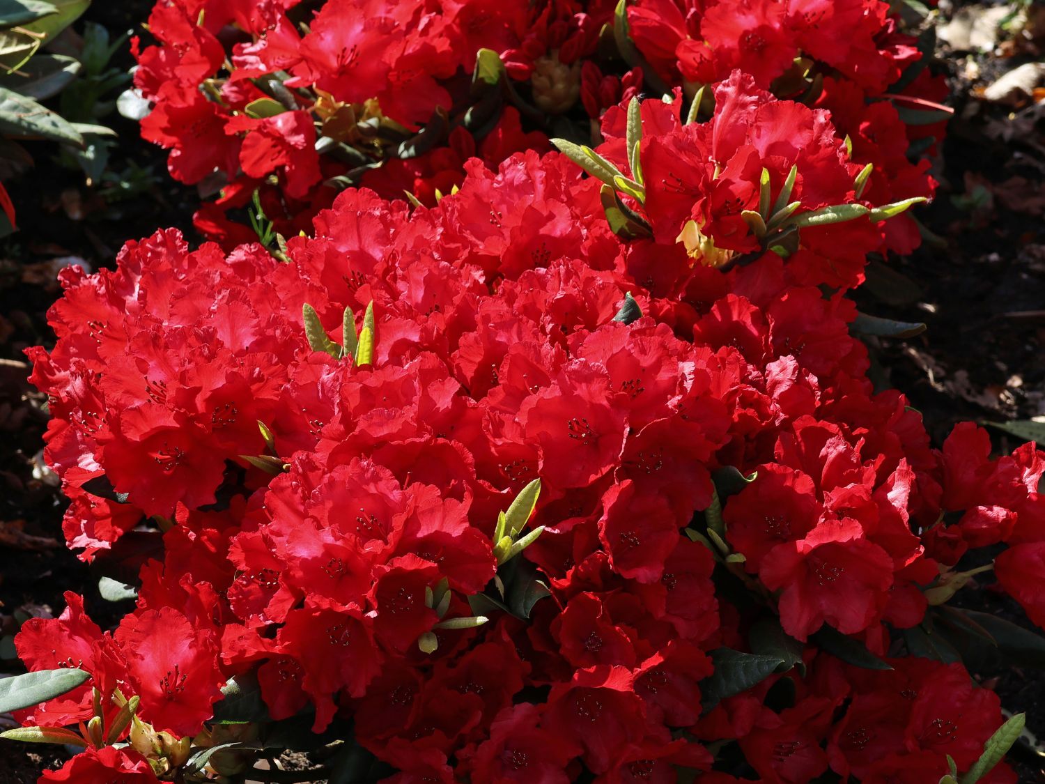 Rhododendron 'Pumuckl'