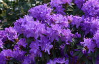 Rhododendron 'PURPLE PILLOW' ®