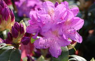 Rhododendron 'Purpureum Grandiflorum'