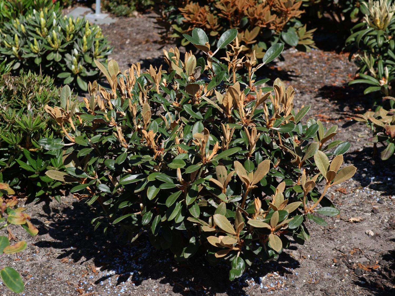 Rhododendron 'Queen Bee'