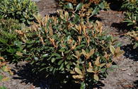 Rhododendron 'Queen Bee'