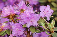 Rhododendron 'Ramapo'