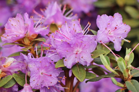 Rhododendron 'Ramapo' - Rhododendron impeditum 'Ramapo'