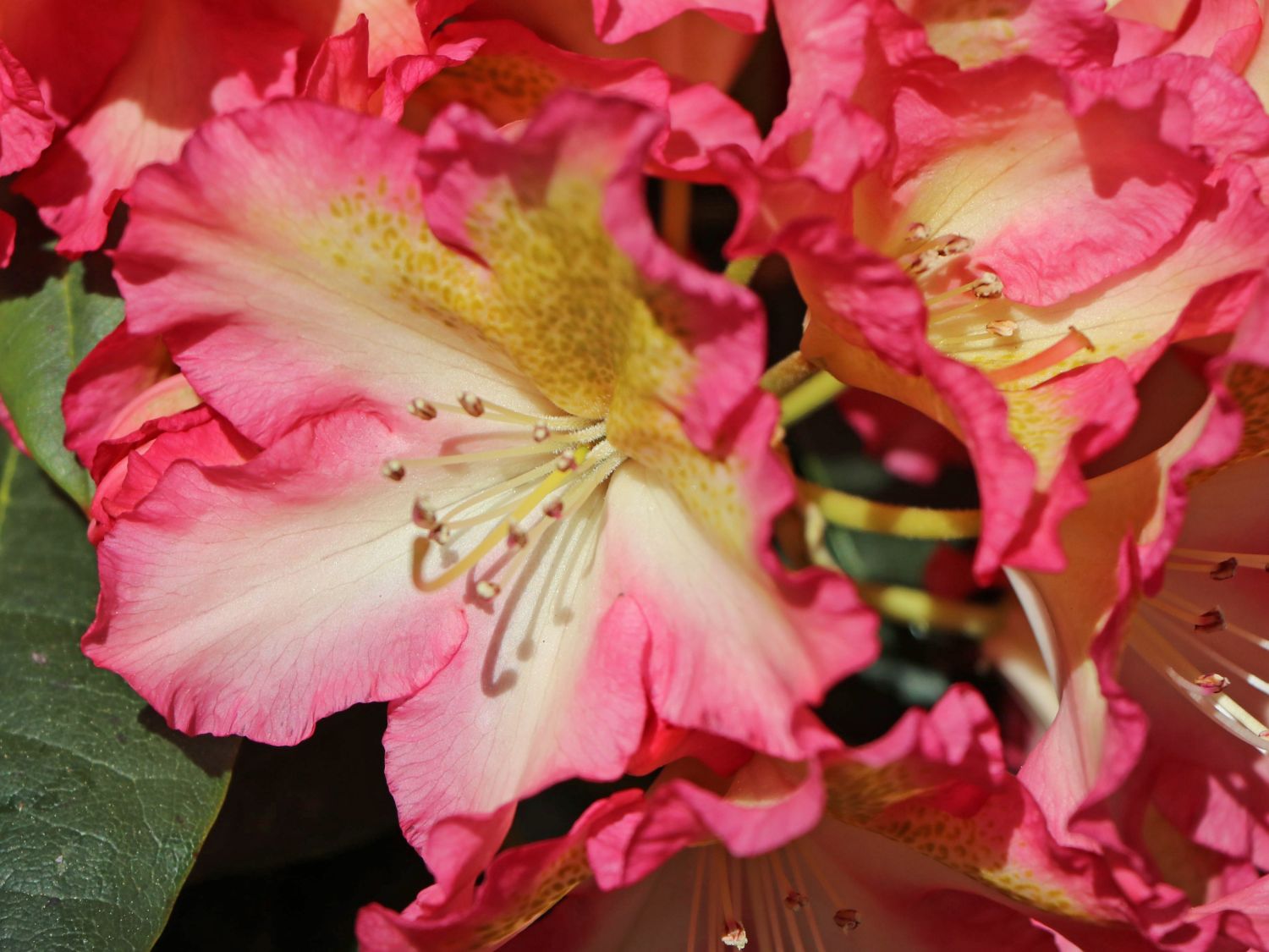 Rhododendron 'Raphaela' - Rhododendron Hybride 'Raphaela'