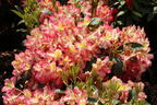 Rhododendron 'Raphaela' - Rhododendron Hybride 'Raphaela'