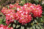 Rhododendron 'Raphaela' - Rhododendron Hybride 'Raphaela'