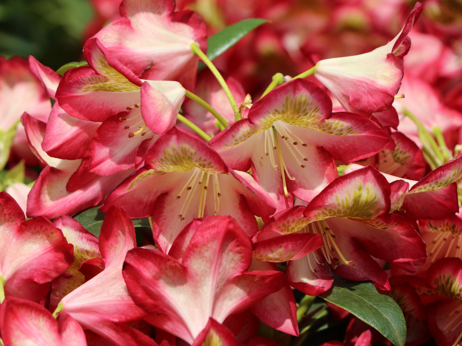 Rhododendron 'Raphaela' - Rhododendron Hybride 'Raphaela'