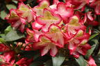Rhododendron 'Raphaela' - Rhododendron Hybride 'Raphaela'