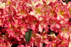 Rhododendron 'Raphaela' - Rhododendron Hybride 'Raphaela'