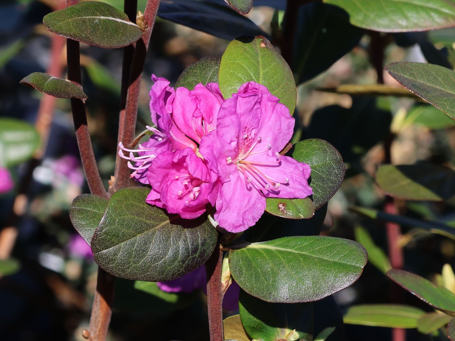 Rhododendron 'Regal'