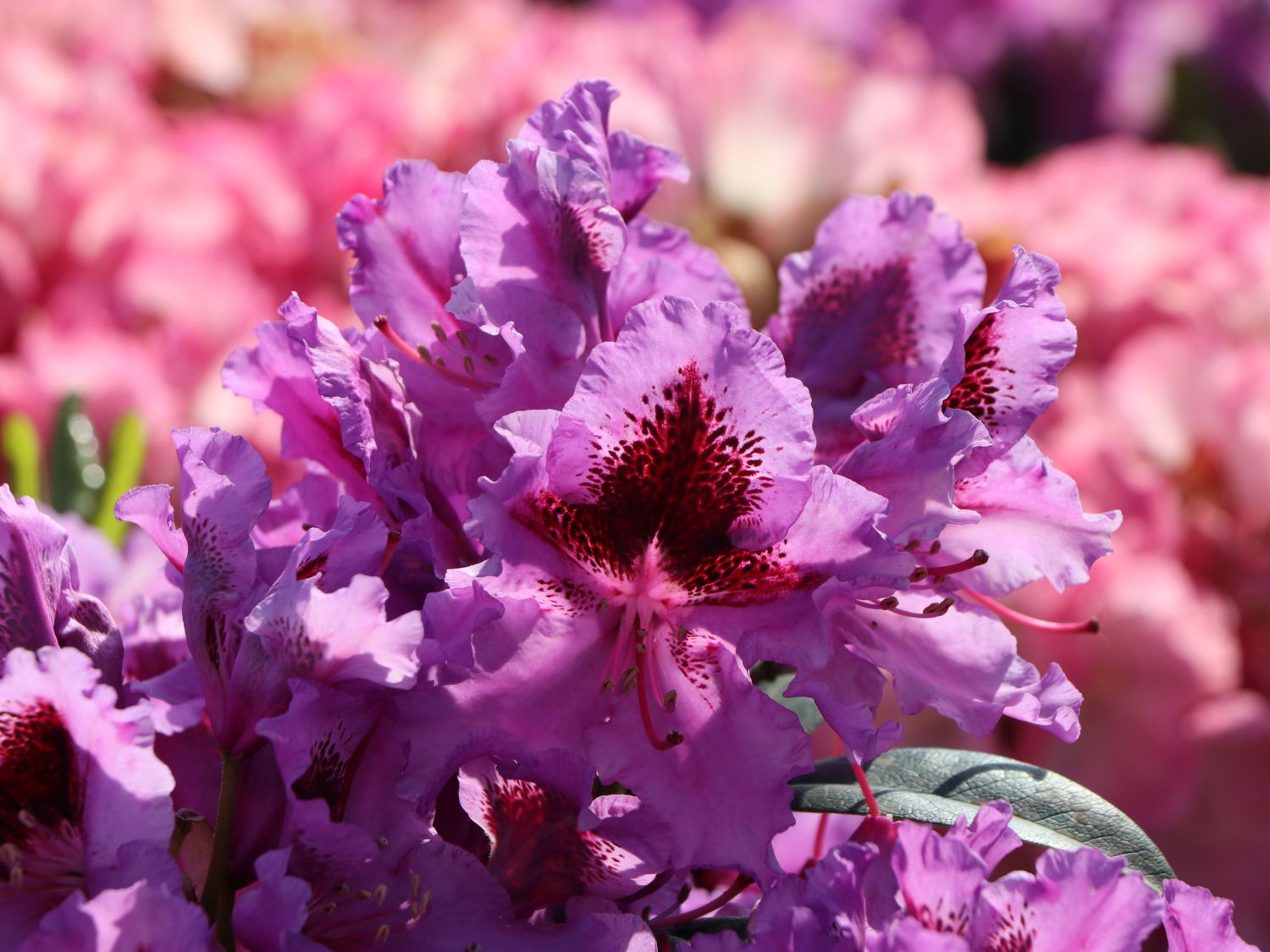 Rhododendron 'Rhododendronpark Graal-Müritz' - Rhododendron Hybride 'Rhododendronpark Graal-Müritz'