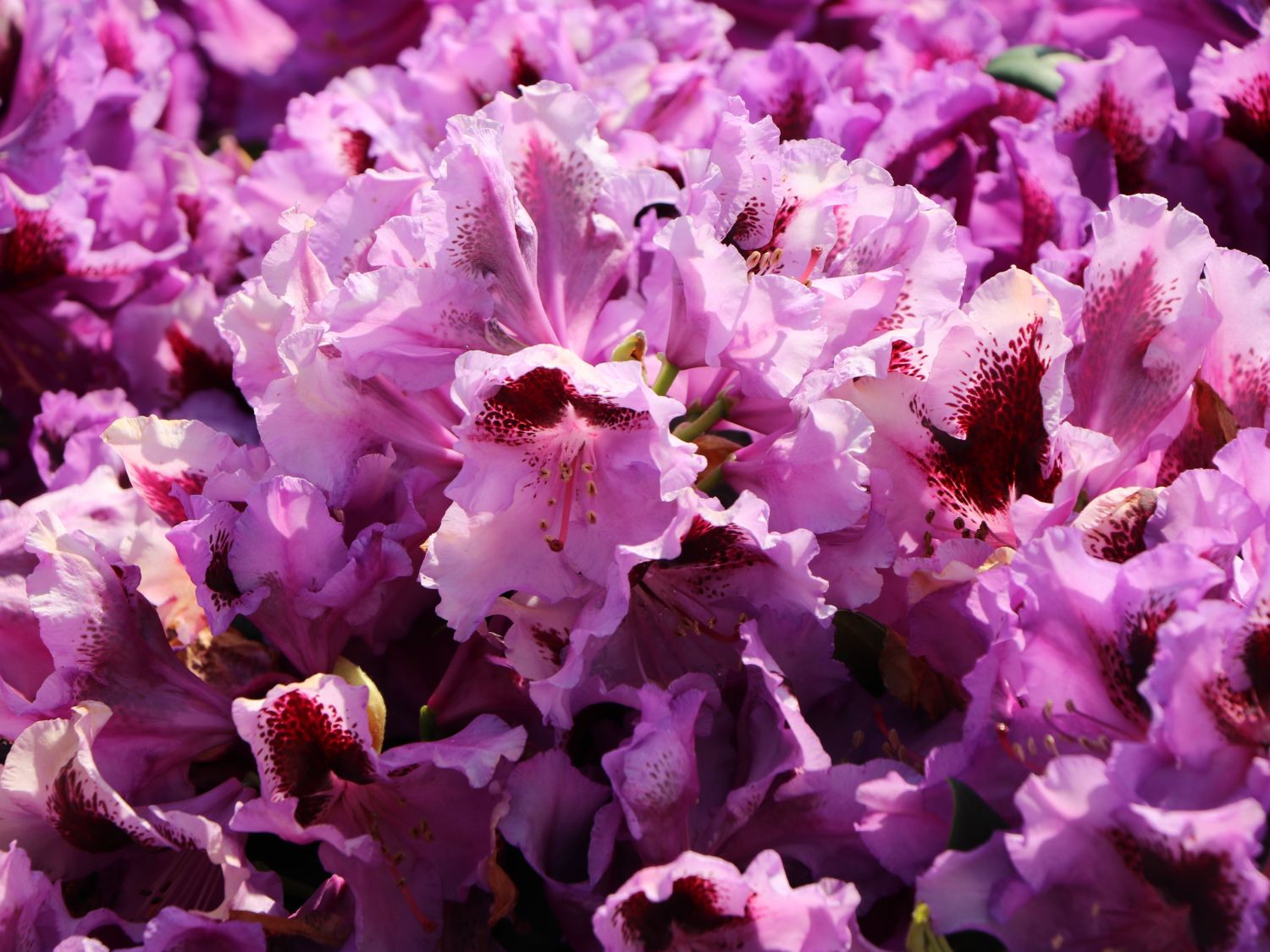 Rhododendron 'Rhododendronpark Graal-Müritz' - Rhododendron Hybride 'Rhododendronpark Graal-Müritz'