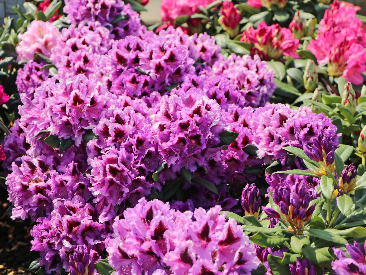 Rhododendron 'Rhododendronpark Graal-Müritz' - Rhododendron Hybride 'Rhododendronpark Graal-Müritz'