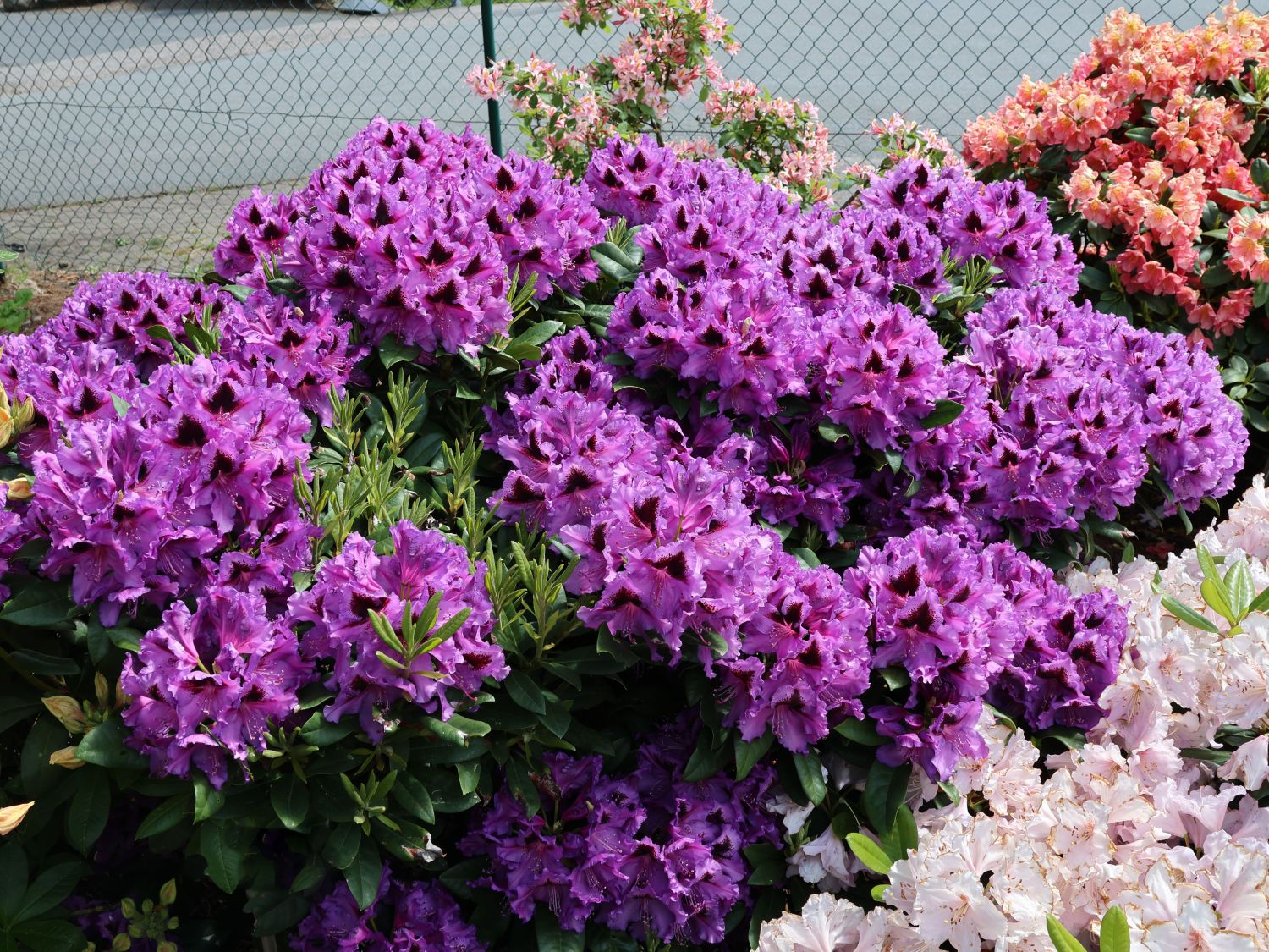 Rhododendron 'Rhododendronpark Graal-Müritz' - Rhododendron Hybride 'Rhododendronpark Graal-Müritz'