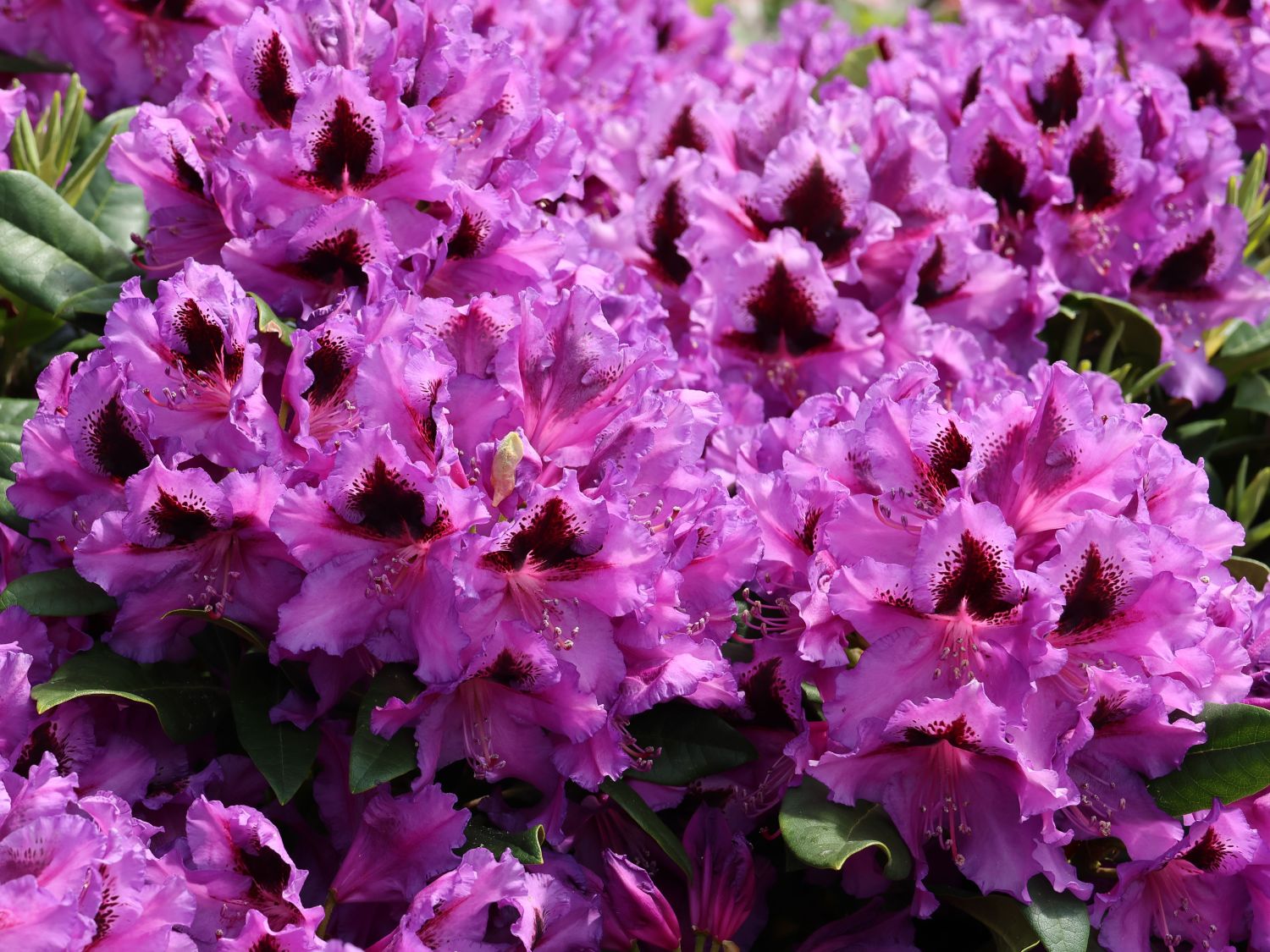 Rhododendron 'Rhododendronpark Graal-Müritz' - Rhododendron Hybride 'Rhododendronpark Graal-Müritz'