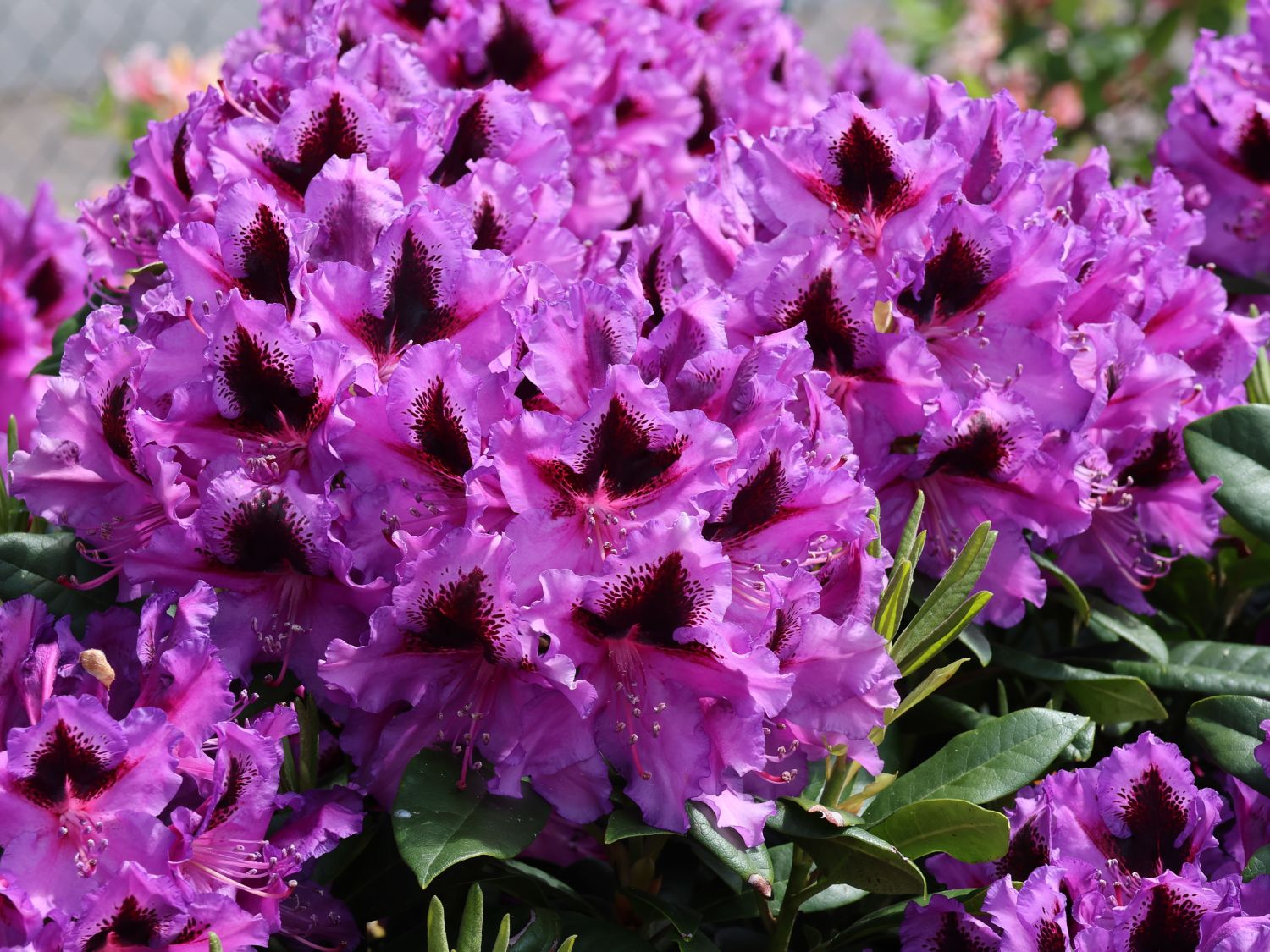 Rhododendron 'Rhododendronpark Graal-Müritz' - Rhododendron Hybride 'Rhododendronpark Graal-Müritz'