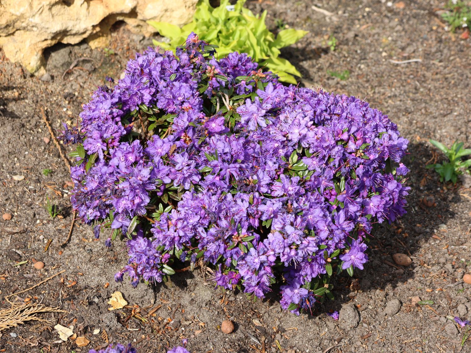 Rhododendron 'Ronny'