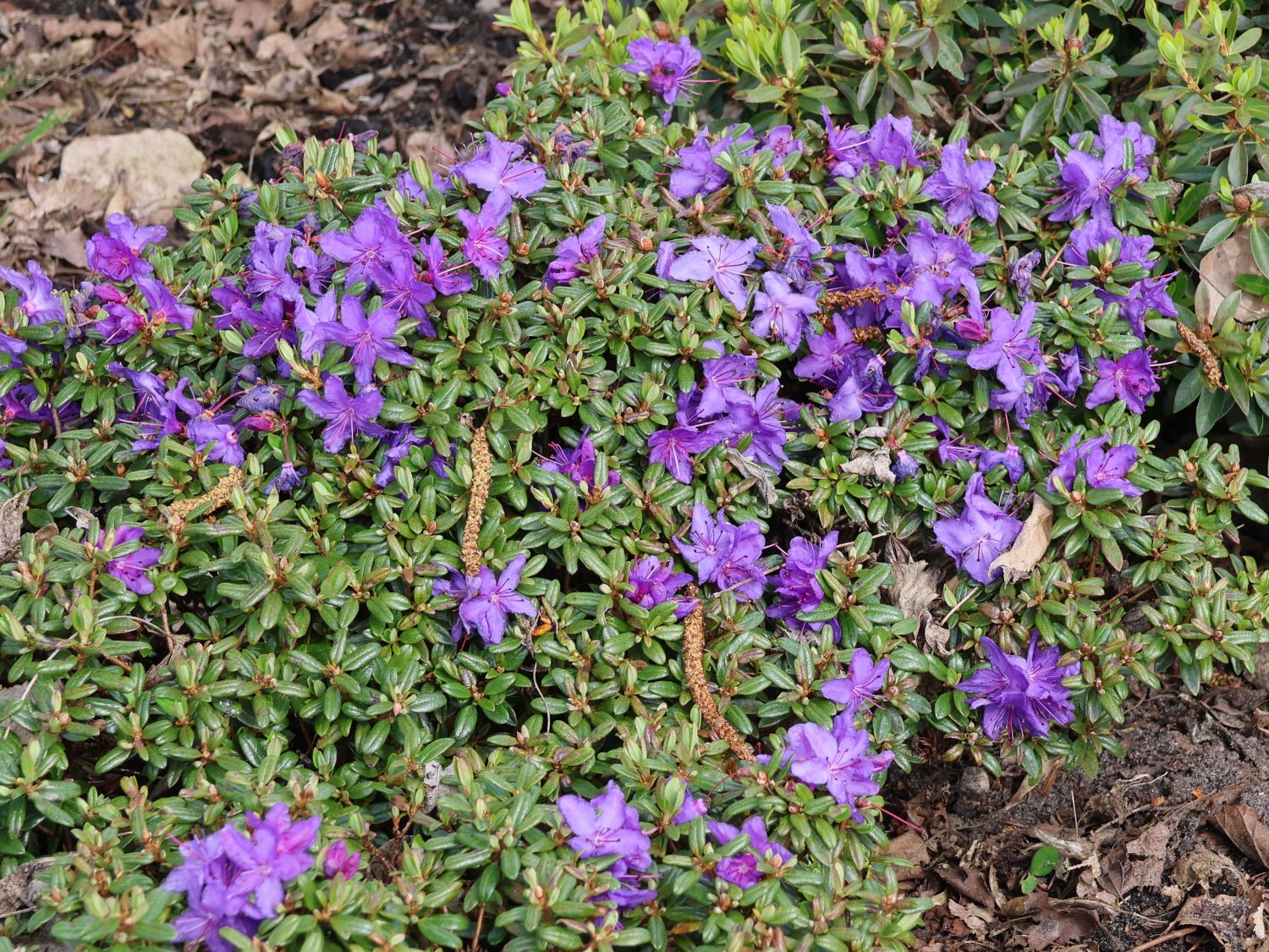 Rhododendron 'Ronny' - Rhododendron impeditum 'Ronny'