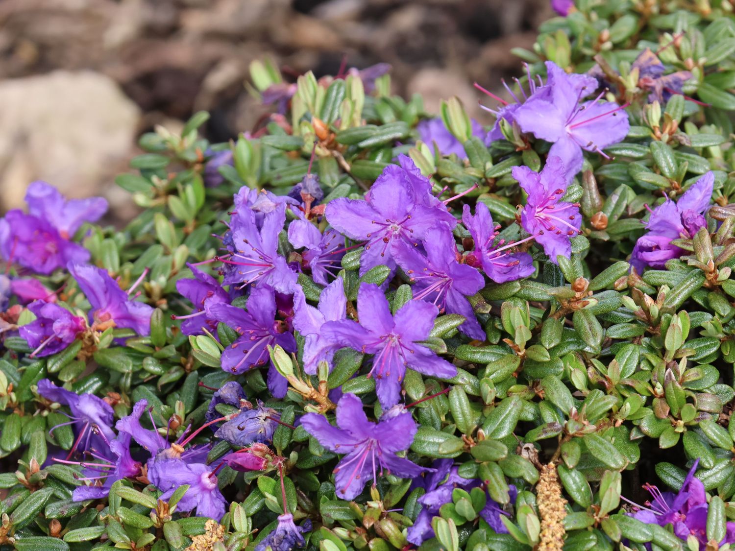Rhododendron 'Ronny' - Rhododendron impeditum 'Ronny'