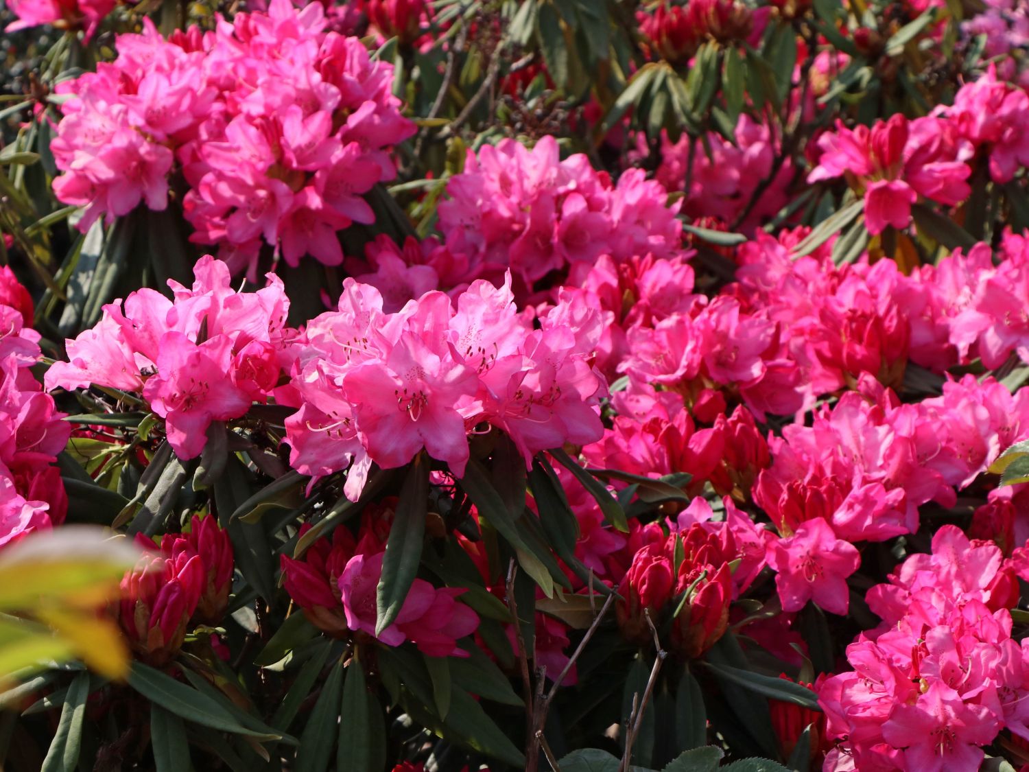 Rhododendron 'Rosa Perle'