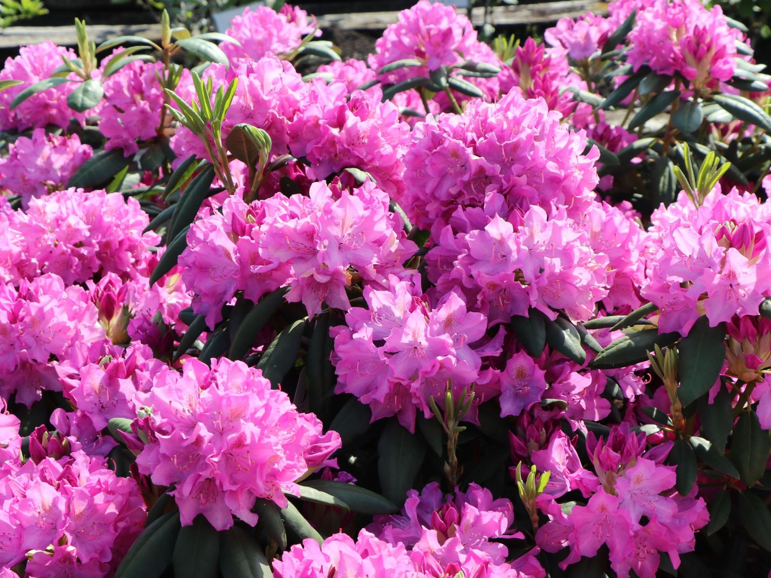 Rhododendron 'Roseum Pink'