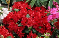 Rhododendron 'Rotkäppchen'
