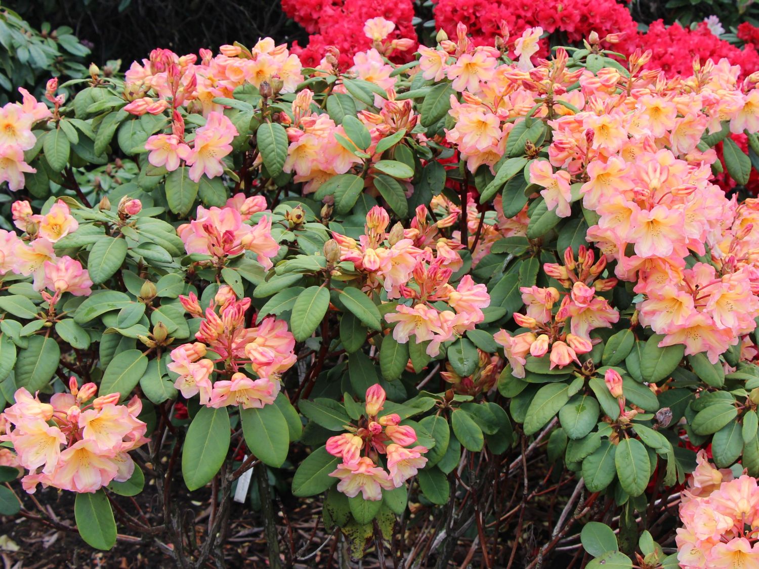 Rhododendron 'Santorina'