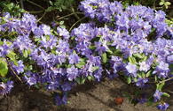 Rhododendron 'Saphirblau'