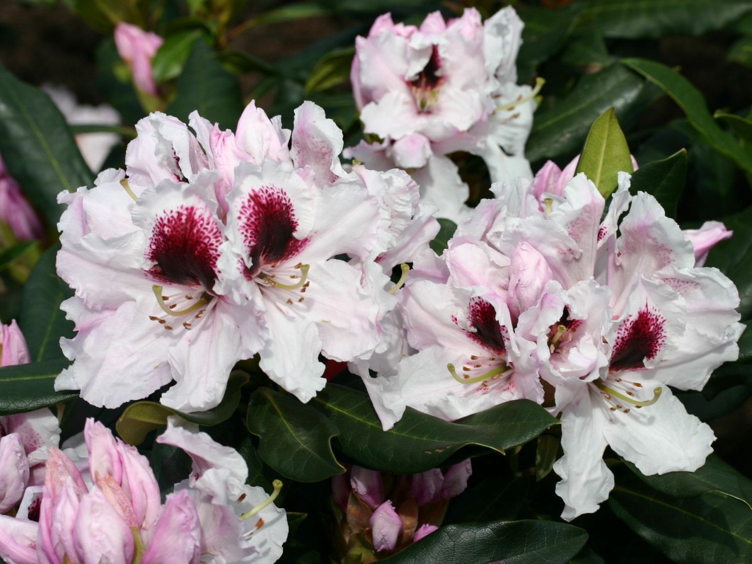 Rhododendron 'Sapporo'