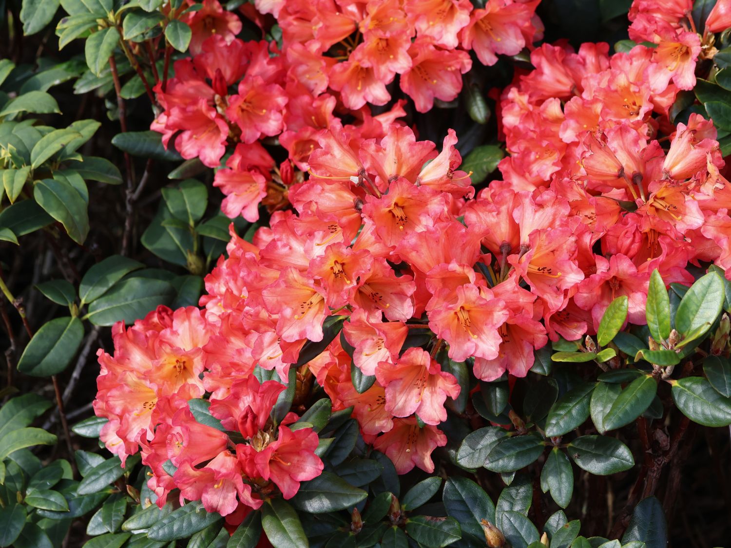 Rhododendron 'Sasonade'