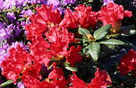 Rhododendron 'Scarlet Wonder'