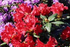 Rhododendron 'Scarlet Wonder'