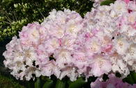 Rhododendron 'Schneekrone'