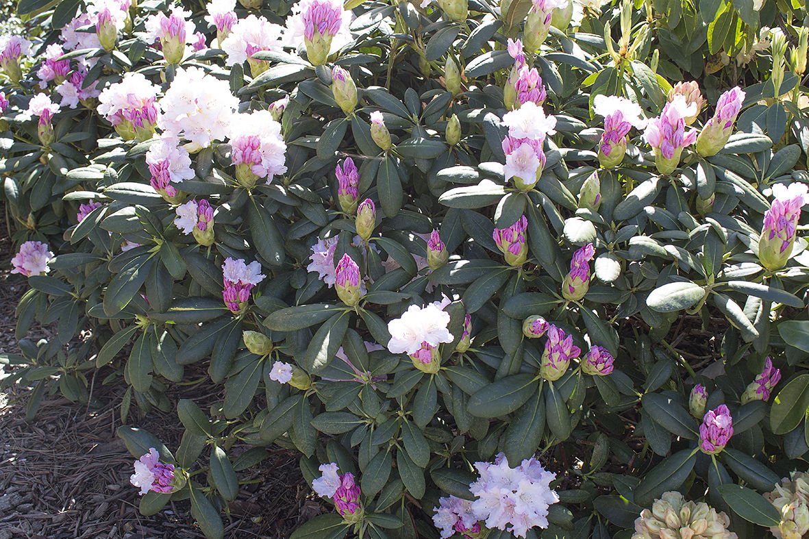 Heidekrautgewächse (Ericaceae)