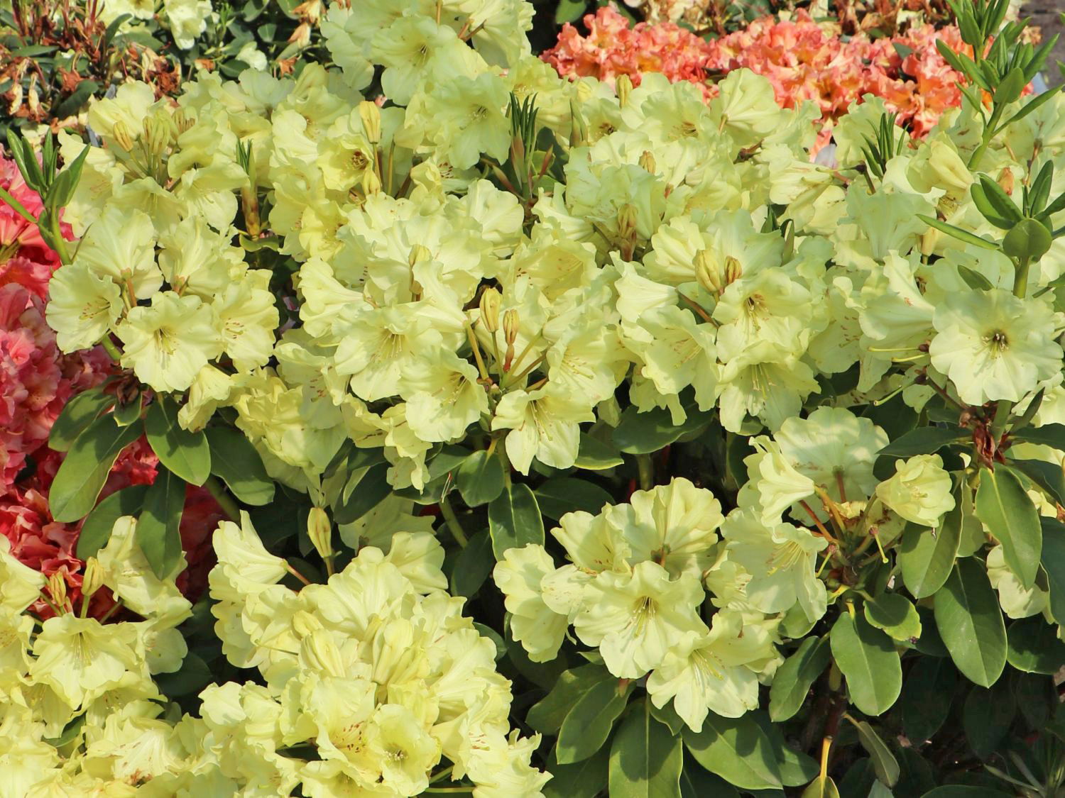 Rhododendron 'Simson'