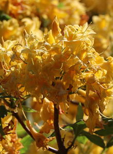 Rhododendron 'Sonnenköpfchen'