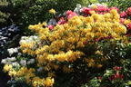 Rhododendron 'Sonnenköpfchen' - Rhododendron mixtum 'Sonnenköpfchen'