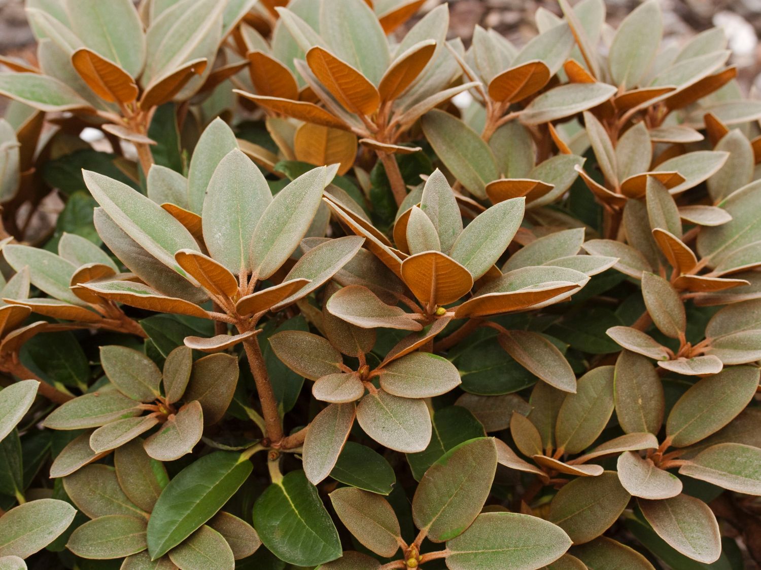 Rhododendron 'Special Dane'