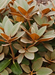Rhododendron 'Special Dane'