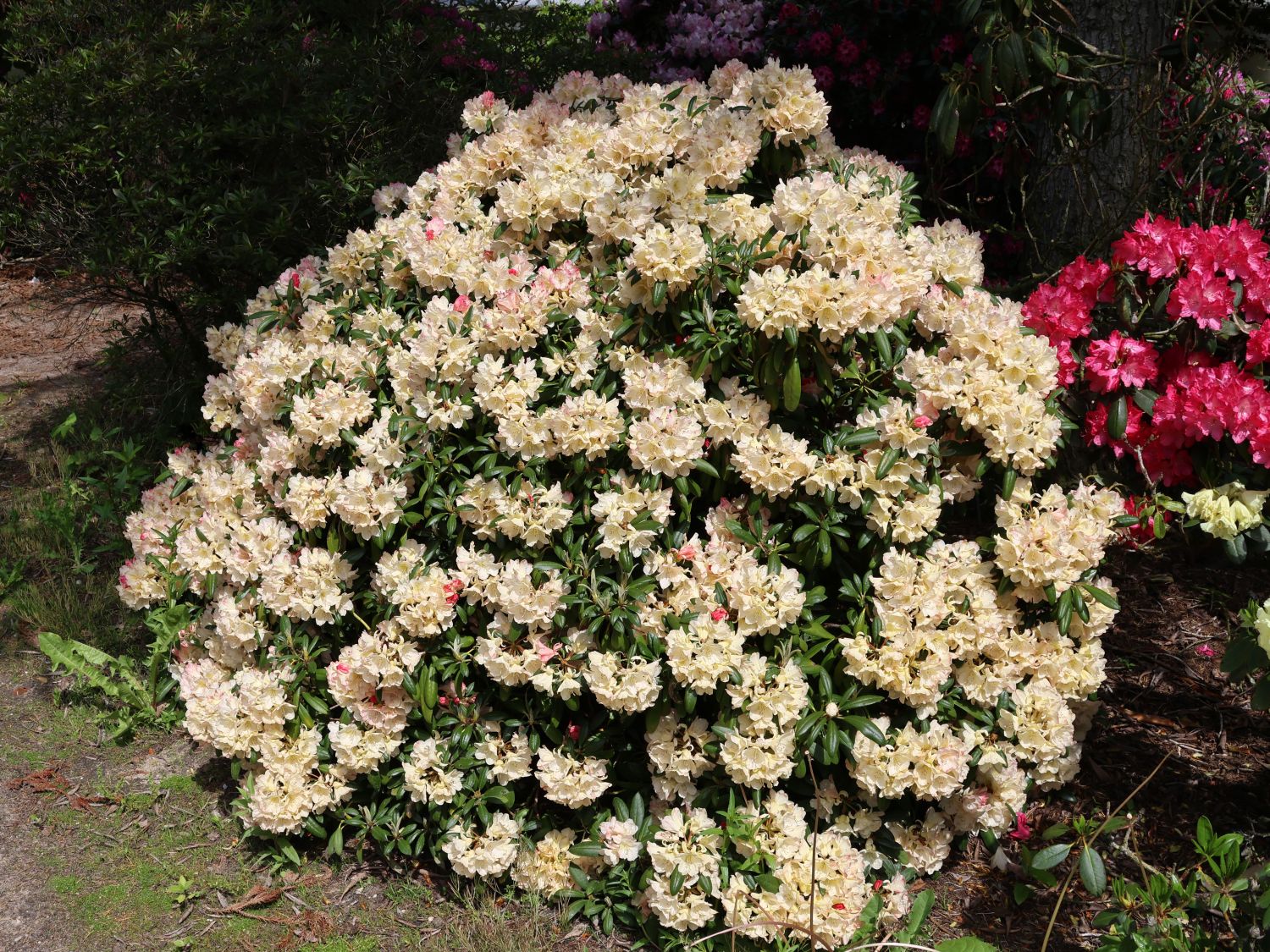 Rhododendron 'Stern von Japan'