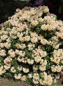 Rhododendron 'Stern von Japan'